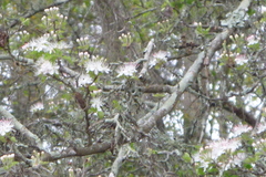 Crataegus marshallii