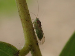 Platycorypha nigrivirga