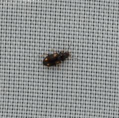 Elaphropus granarius