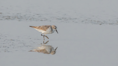 Calidris ruficollis