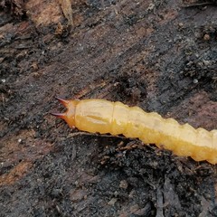 Pyrochroa serraticornis