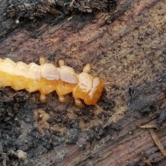 Pyrochroa serraticornis