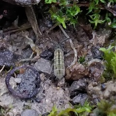 Isotomurus palustris