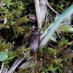 Notiophilus substriatus