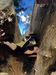 Coriolopsis hostmannii