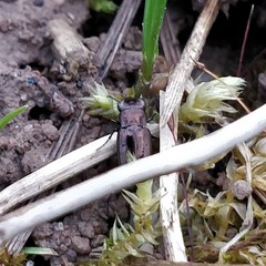 Notiophilus substriatus