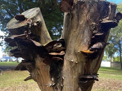 Coriolopsis hostmannii