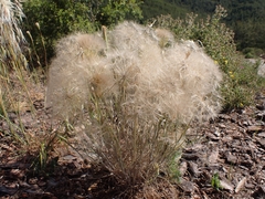 Tragopogon coelesyriacus