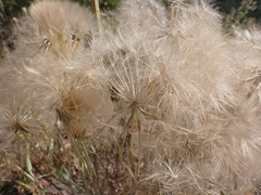 Tragopogon coelesyriacus