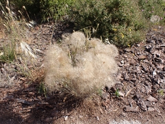 Tragopogon coelesyriacus