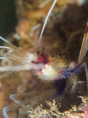 Stenopus