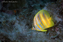 Chaetodon rainfordi