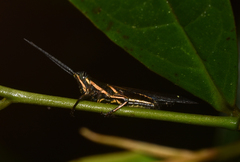 Amblyxypha vittata