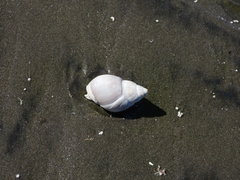 Buccinastrum deforme