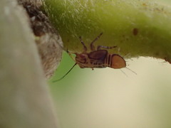 Platycorypha nigrivirga