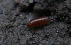 Trichoniscus pusillus