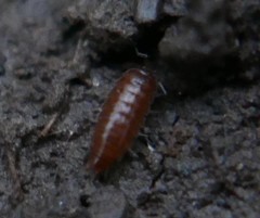 Trichoniscus pusillus