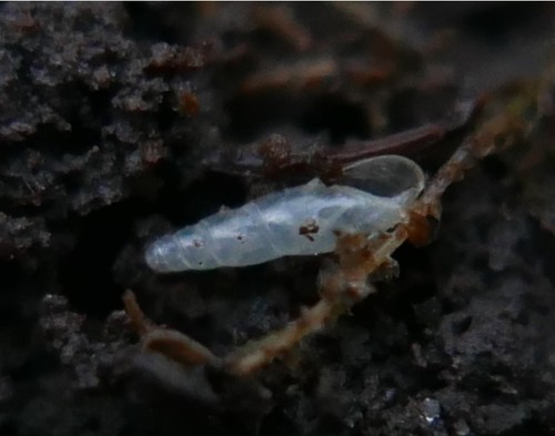 Blind Snail
