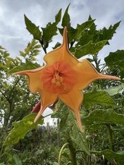 Brugmansia vulcanicola
