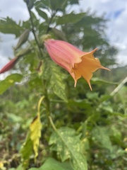 Brugmansia vulcanicola