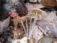 Collybiopsis subnuda