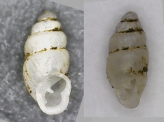 Carychium
