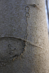 Zimmermannia liebwerdella