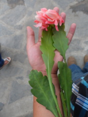 Disocactus phyllanthoides