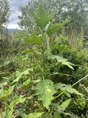 Brugmansia vulcanicola