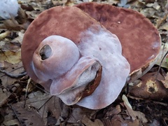 Hypomyces melanocarpus