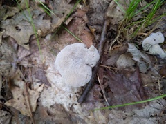 Hypomyces porphyreus