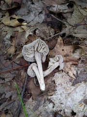 Hypomyces porphyreus