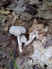 Hypomyces porphyreus