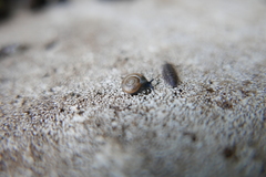 Aegopinella nitidula