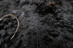 Trichoniscus pusillus