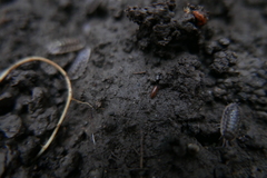 Trichoniscus pusillus