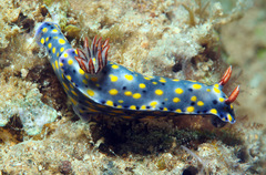 Hypselodoris confetti