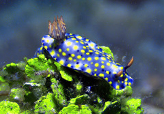 Hypselodoris confetti
