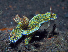 Hypselodoris confetti