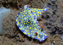 Hypselodoris confetti