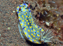 Hypselodoris confetti