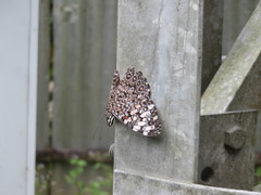 Hamadryas feronia