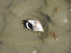 Buccinastrum deforme