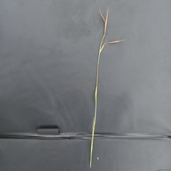 Monocymbium ceresiiforme