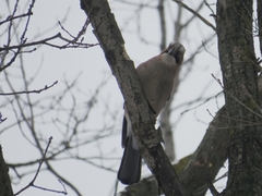 Garrulus glandarius