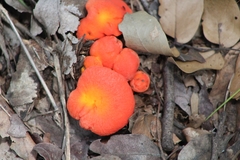 Afrocantharellus