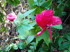 Hibiscus uncinellus