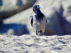 Corvus cornix