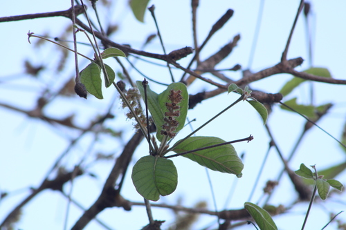 Terminalia macrostachya (Terminalia macrostachya)