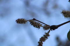 Terminalia macrostachya